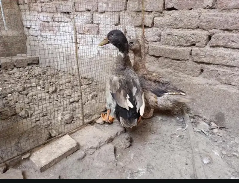 Pair of Duck — photo 4