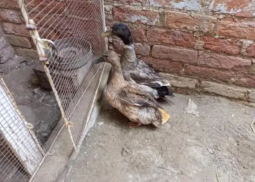 Pair of Duck — photo 5