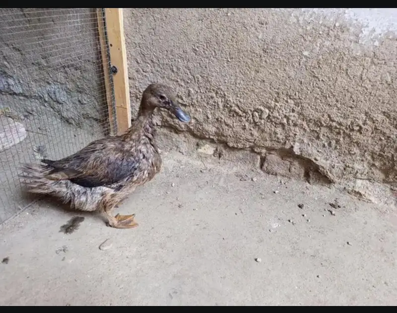 Pair of Duck — photo 6