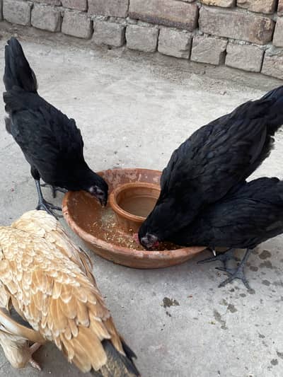 2 months australorp trio for sale