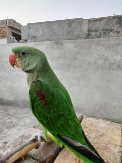 Active raw parrot
