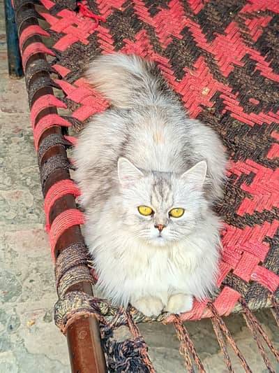 Persian cat