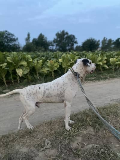 BullDog 32inch age 2 years