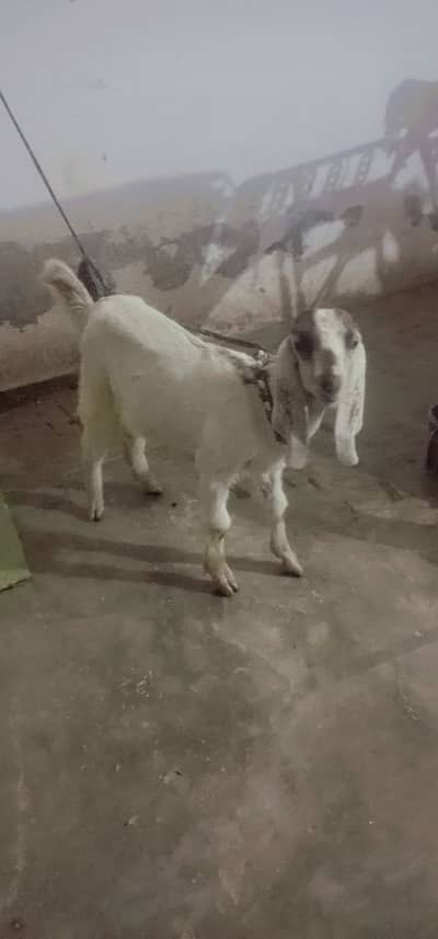 Tow goats With 3 kids