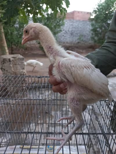 heera chick's for sale full white aseel chick's