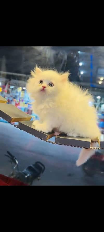 persian cat for sale MywatsapppNumber 0309-37-13-656