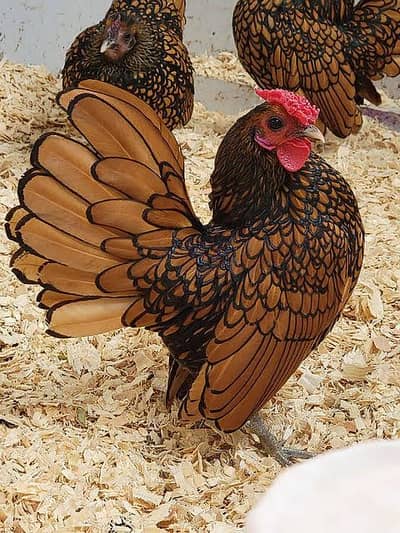 Golden sebright pair