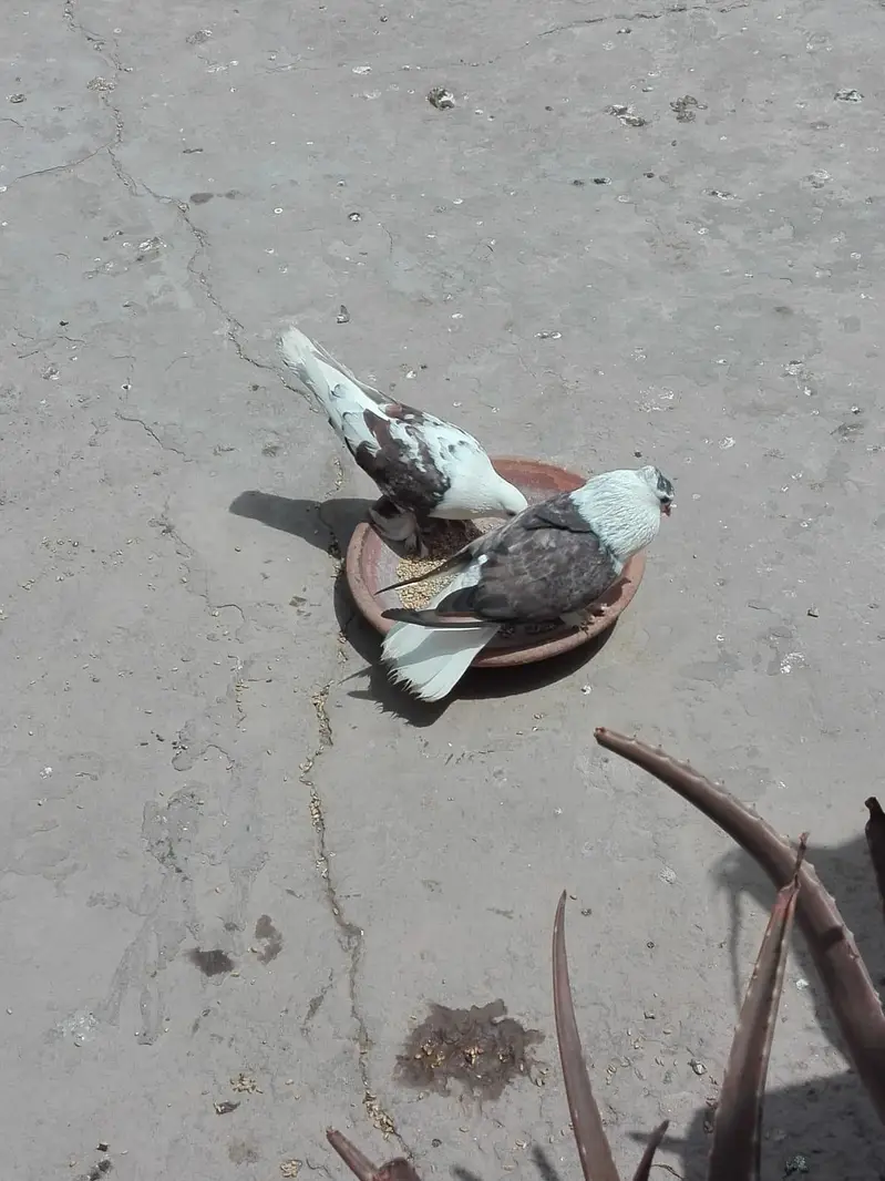 Pigeons Sale — photo 3