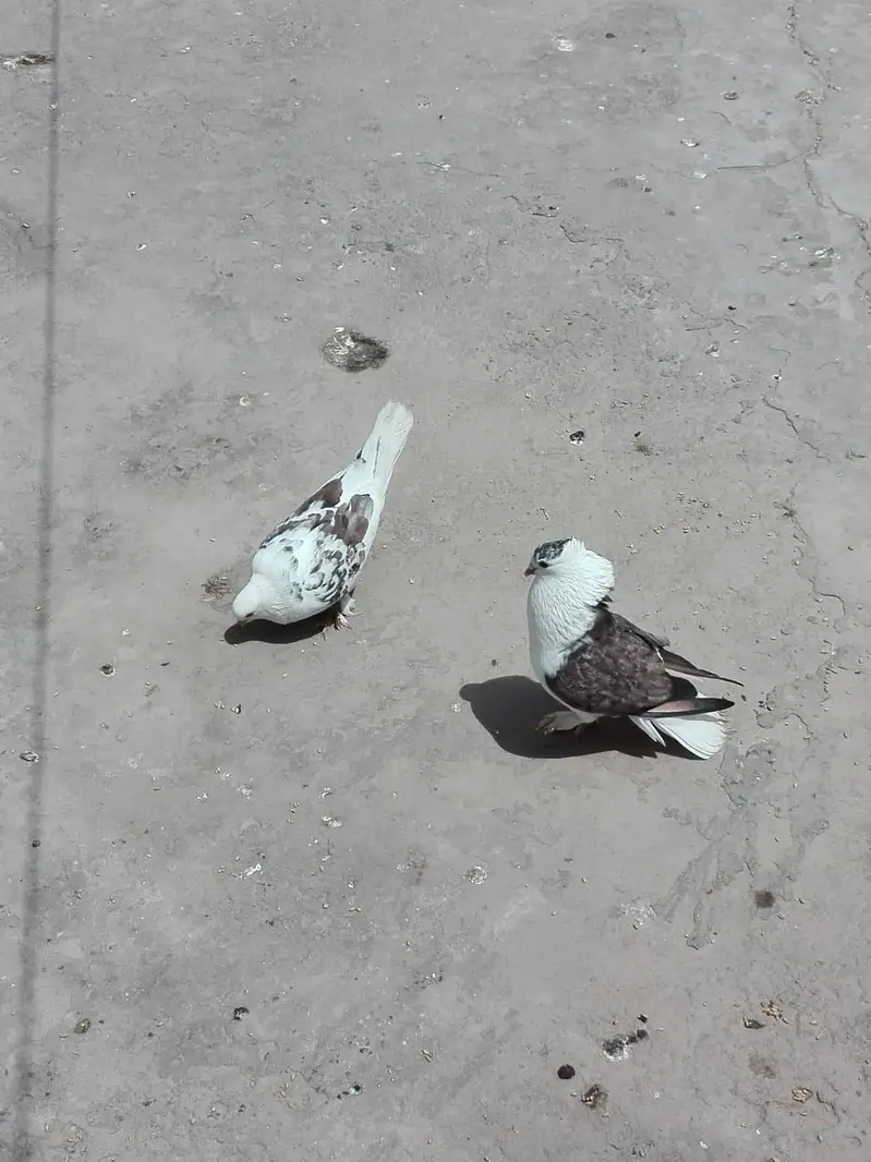 Pigeons Sale — photo 5