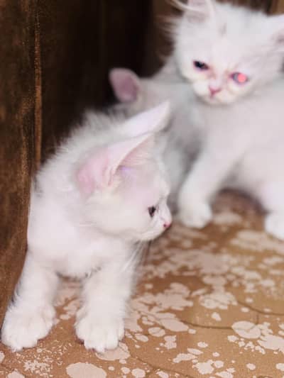 beautiful Persian kittens for sale
