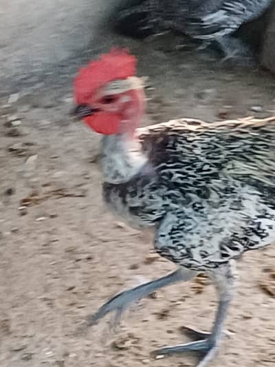 Misri Murgiyan + pathey for sale good health