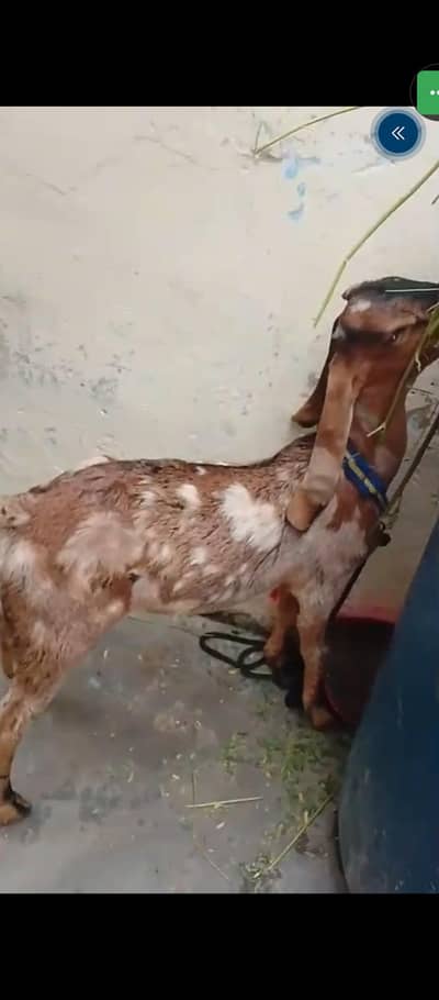 Shera Print Male Goat Kid
