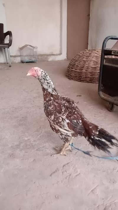 Pure Aseel Hen