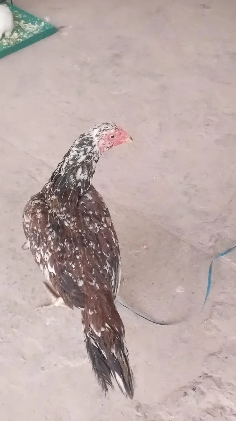 Pure Aseel Mianwali murgi — photo 2