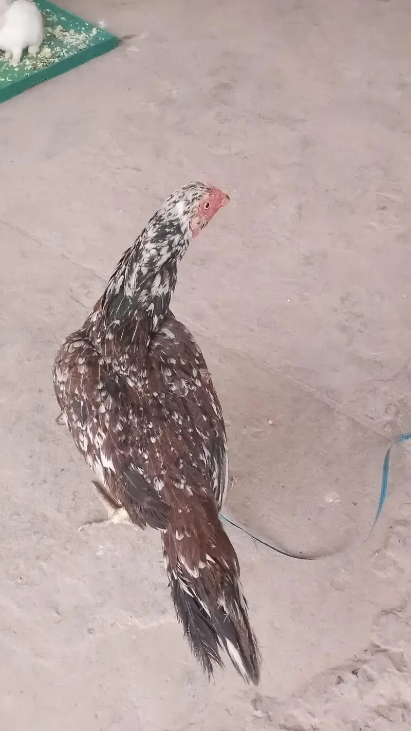 Pure Aseel Mianwali murgi — photo 3