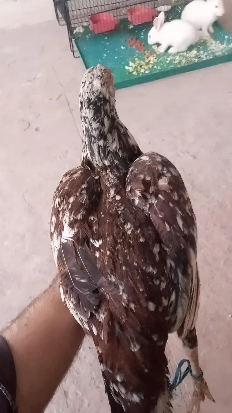 Pure Aseel Mianwali murgi — photo 4