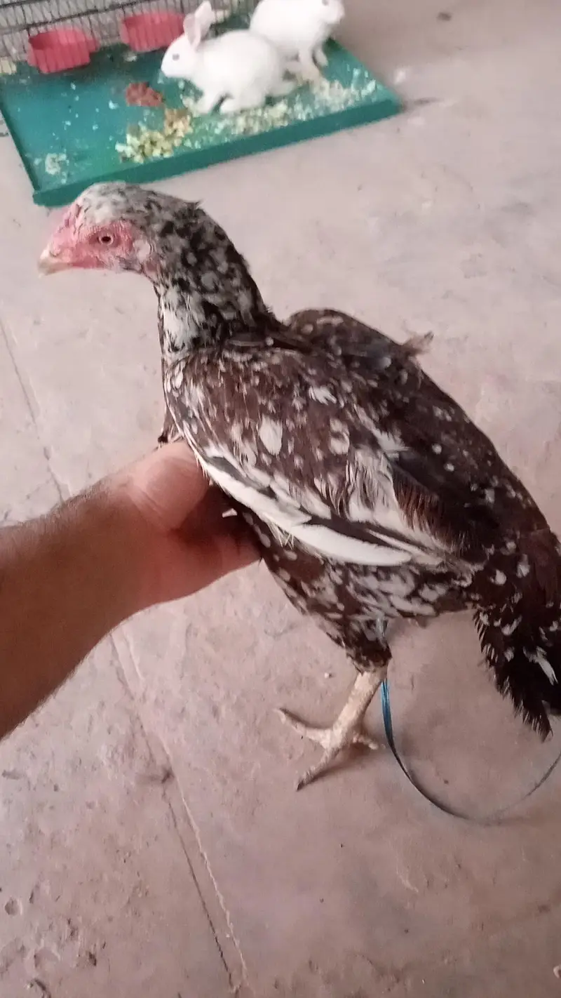 Pure Aseel Mianwali murgi — photo 6