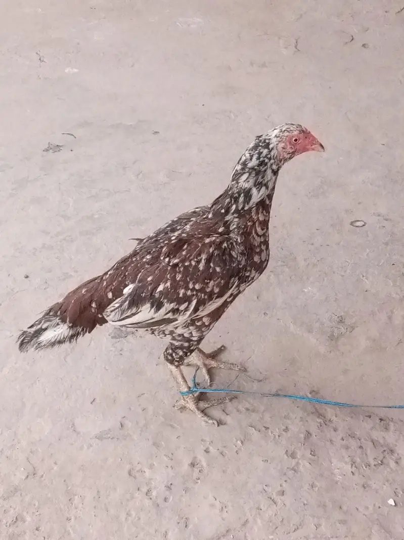 Pure Aseel Mianwali murgi — photo 7