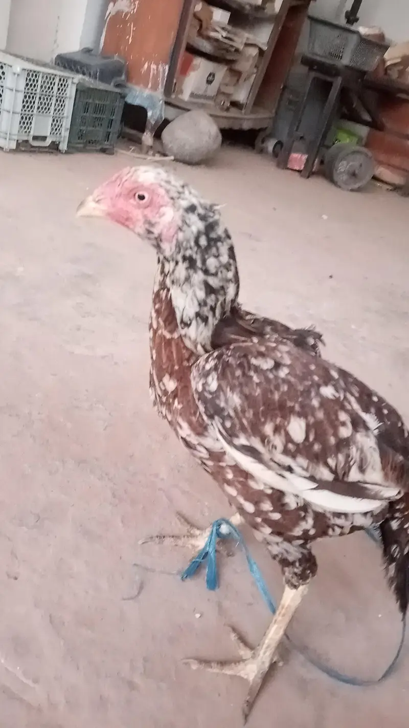 Pure Aseel Mianwali murgi — photo 8