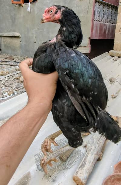 Aseel Lasani Madi for sell