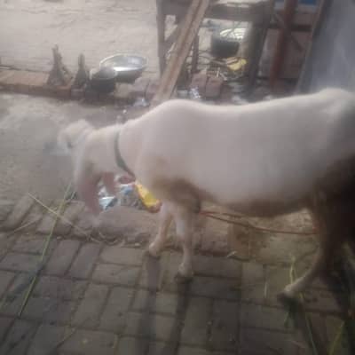 Bakra for sale urgent