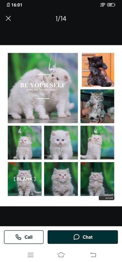 Persian cat for sale male or female my WhatsApp number3093629454