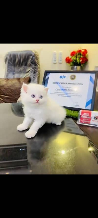 persian cat for sale MywatsapppNumber 0309-37-13-656
