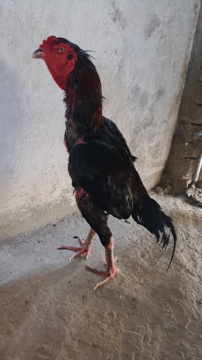 kalaynawab old Lin aseel