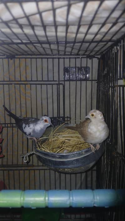 daimind dove breeder pair