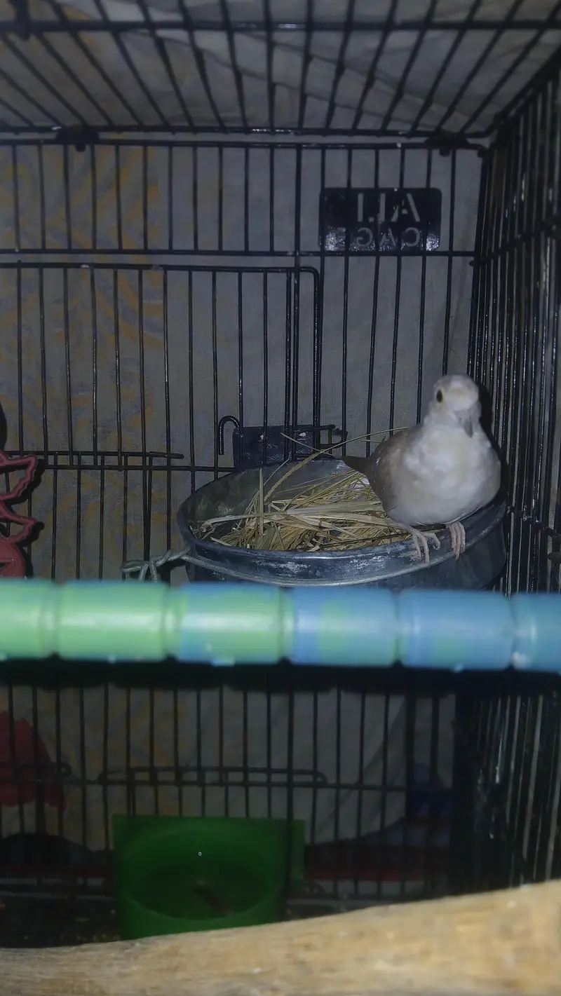 daimind dove breeder pair — photo 2