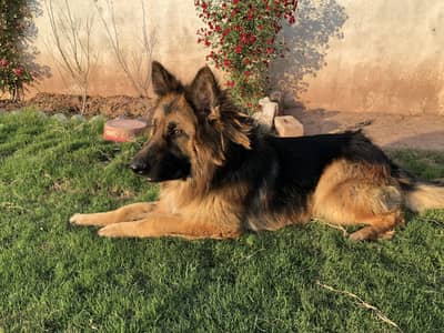 German Shepherd Triple Coat