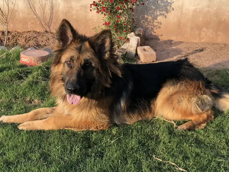 German Shepherd Triple Coat — photo 2