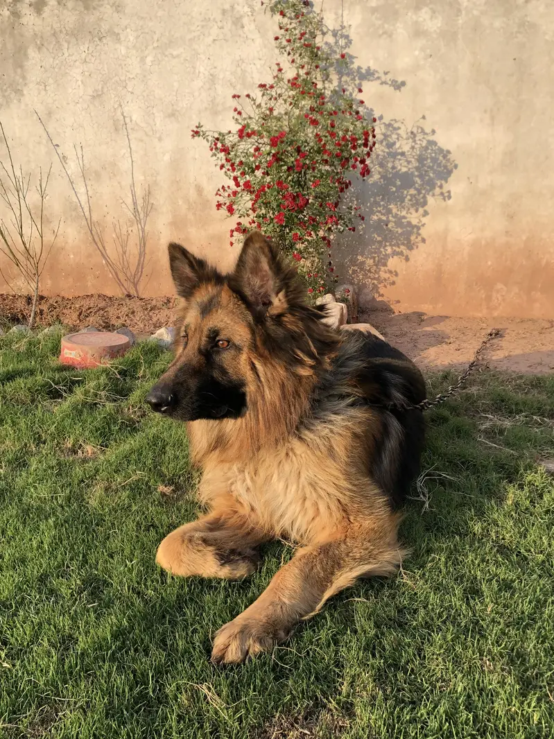 German Shepherd Triple Coat — photo 3