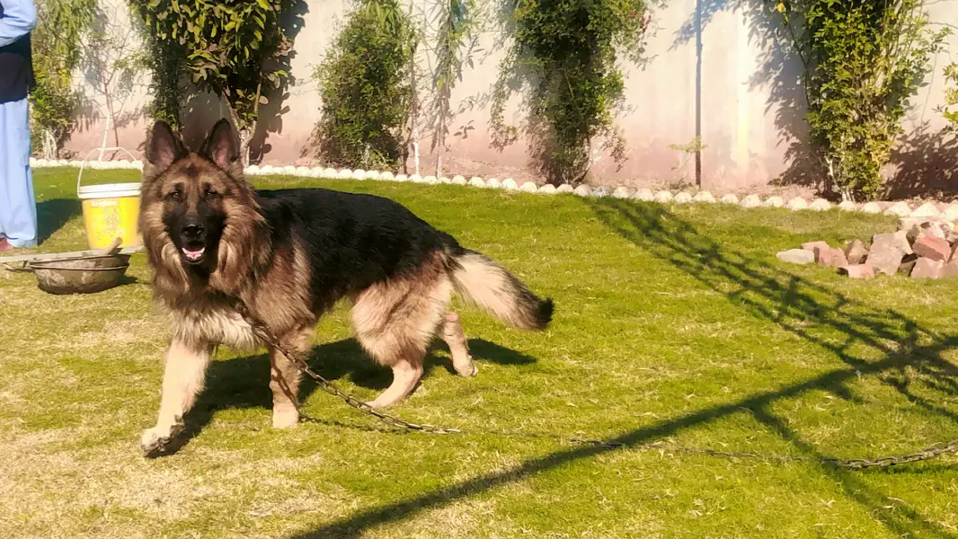 German Shepherd Triple Coat — photo 4