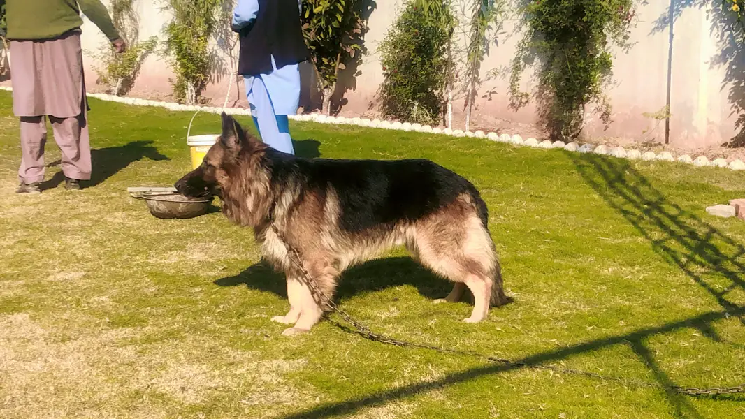 German Shepherd Triple Coat — photo 5