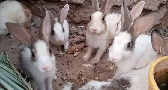 Pure Quality Desi Rabbits