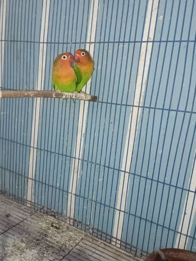 green fisher breeder pair for sale