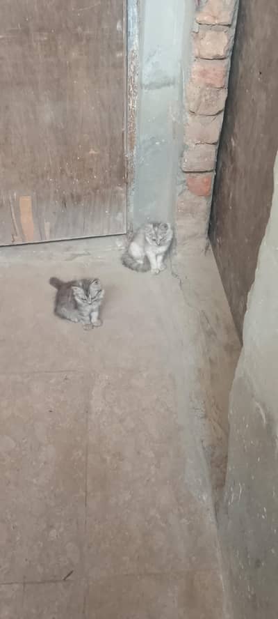 Persian cat Pair