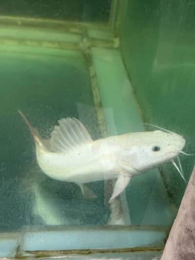 Albino Rtc