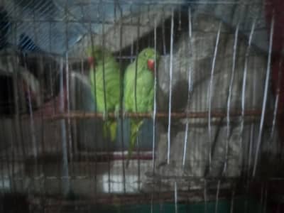 pair of green parrot