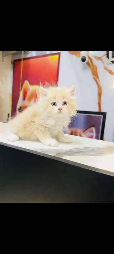 persian cat for sale MywatsapppNumber 0309-37-13-656