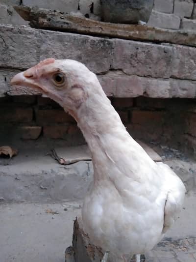 WHITE ASEEL FEMALE  PATTI 3 MONTH OLD FOR SALE