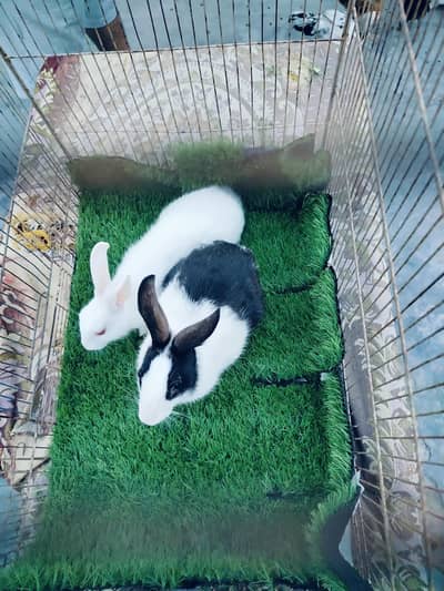rabbit