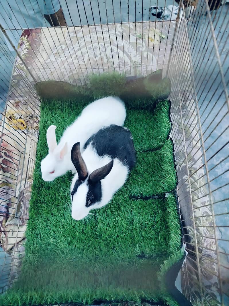 rabbit 0