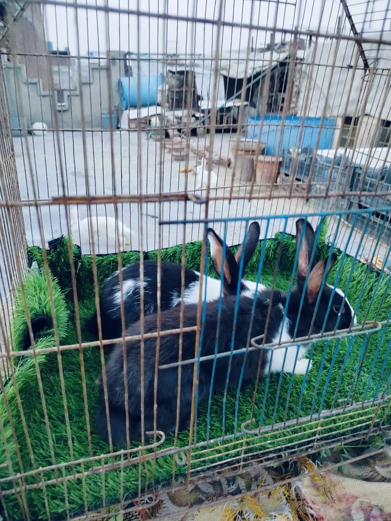rabbit 1