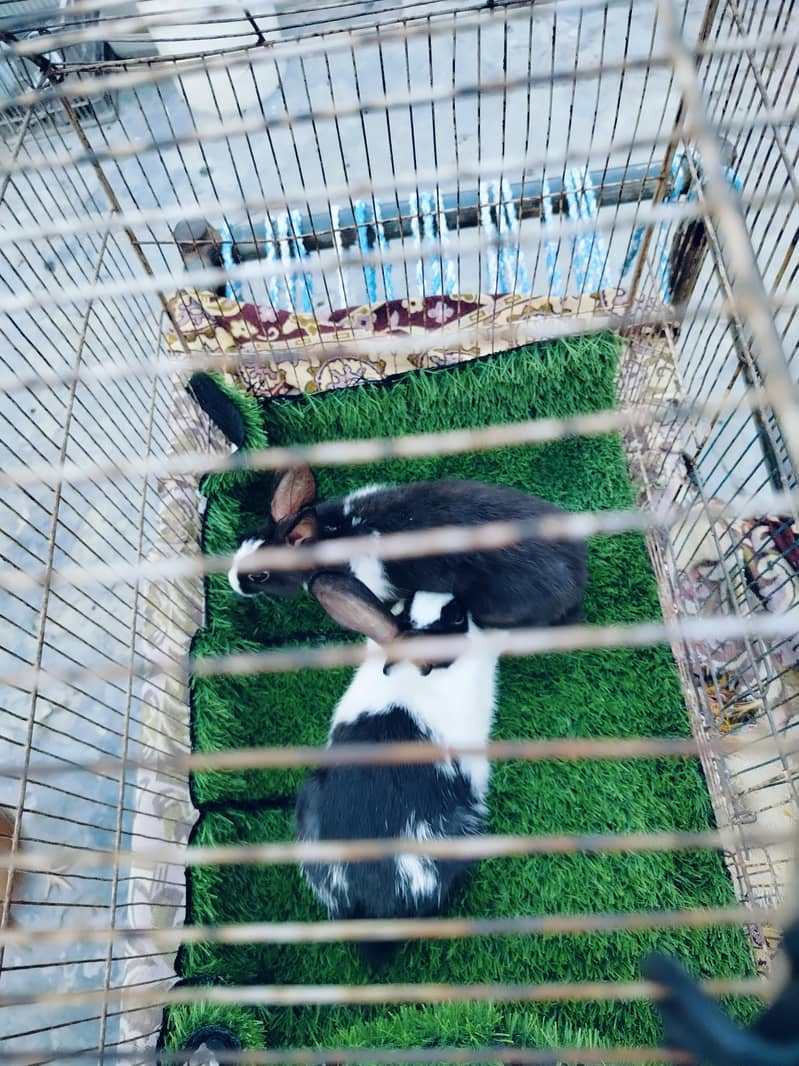 rabbit 2