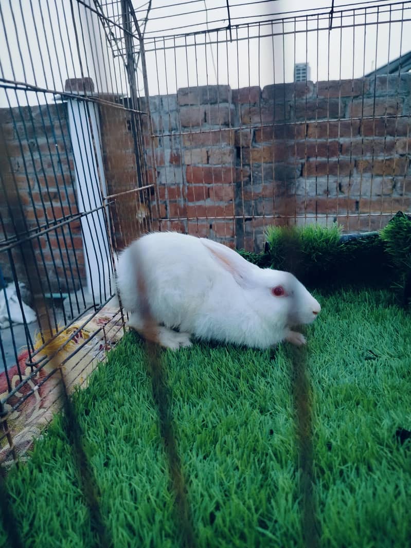 rabbit 3