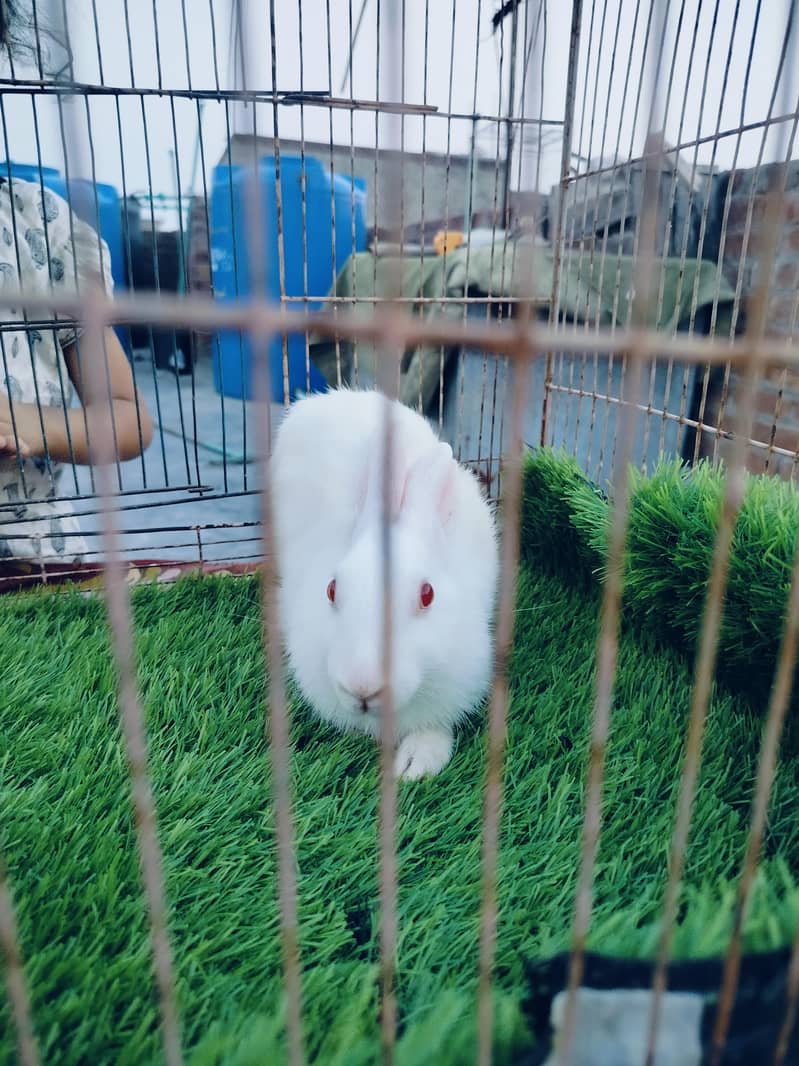 rabbit 4