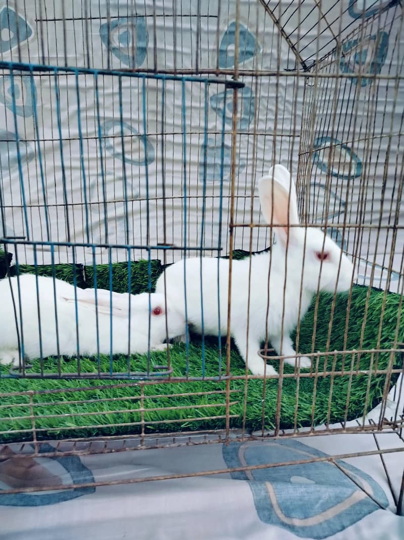 rabbit 5