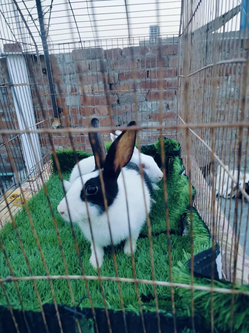 rabbit 6